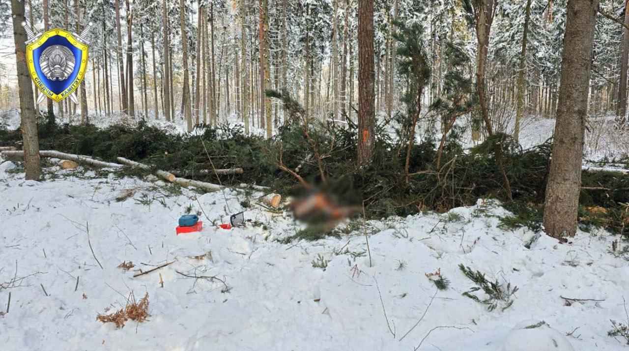 При валке леса погиб работник в Костюковичском районе При валке леса погиб работник в Костюковичском районе